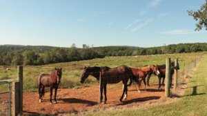 horses for equine therapy at a disordered eating treatment center