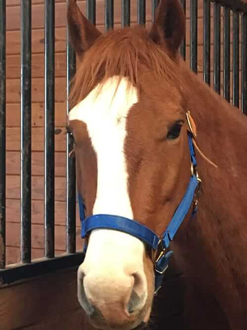 Horses for equine therapy as you learn about Foothills at Red Oak Recovery