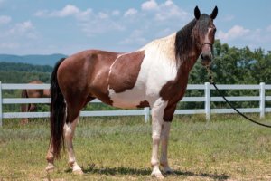 Foothills Horse Images 11