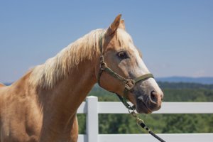 Foothills Horse Images 4