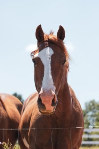 Foothills Horse Images 7