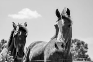 Foothills Horse Images 9